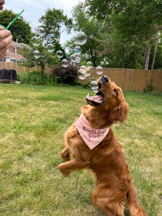 BubbleLick™ Pets Peanut Butter Swirl bubbles - Lindsey Paige